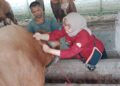 Tahun ini Disnakkeswan Tubaba Lakukan Pengobatan Massal 10 Ribu Ekor Ternak