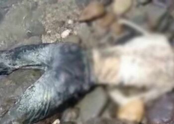 Geger! Ditemukan Mayat Pria Anonim Tanpa Kepala di Pematangsawa