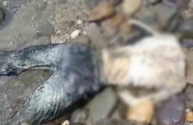 Geger! Ditemukan Mayat Pria Anonim Tanpa Kepala di Pematangsawa