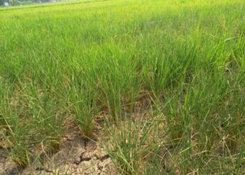 Ratusan Hektar Sawah Di Lampura Terancam Kekeringan