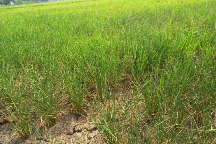 Ratusan Hektar Sawah Di Lampura Terancam Kekeringan