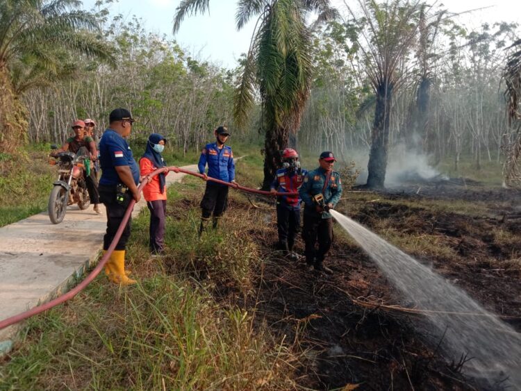 Sehari, 5 Lokasi Lahan Perkebunan Terbakar di Kecamatan Tanjung Raya