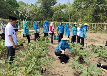 Pj Ketua TP PKK Tubaba Tinjau K3W dan Panen Sayuran di Gunung Katun Tanjungan