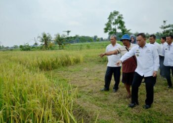 Jaga Ketahanan Pangan, Wakil Walikota Metro Tinjau Lahan Pertanian