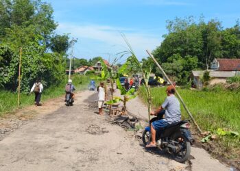 Jalan Nyaris Putus Warga Tanam Pohon Pisang, PJ Bupati Tidak Utamakan Kepentingan Umum