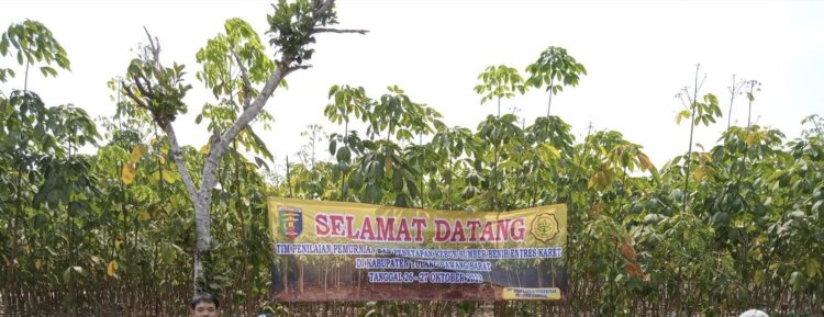 Kementan RI Tetapkan Kebun Entres DTPHP Sebagai Benih Unggul Bermutu Tinggi