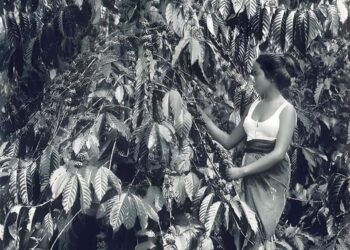 Sejarah Kopi Masuk Ke Nusantara, Produsen Terbesar Dunia Bersama Arab Dan Ethiopia.