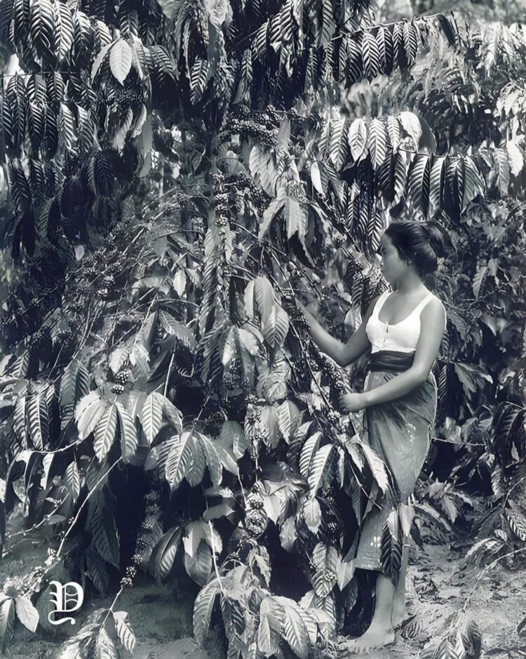 Sejarah Kopi Masuk Ke Nusantara, Produsen Terbesar Dunia Bersama Arab Dan Ethiopia.