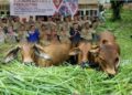 Sejahterakan Peternak Lokal, Disnakeswan Gelar Sekolah Lapangan.