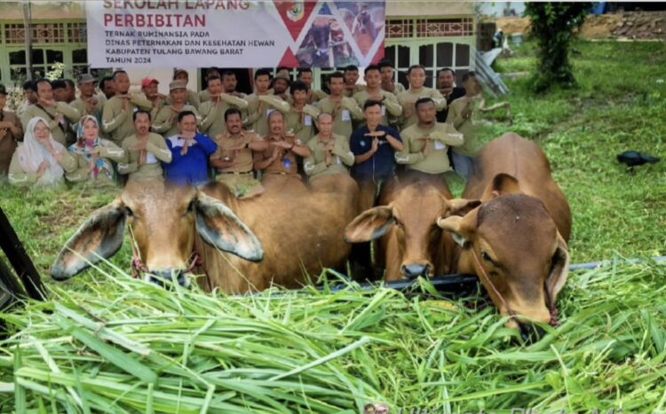 Sejahterakan Peternak Lokal, Disnakeswan Gelar Sekolah Lapangan.