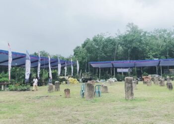 Peringati Hut Ke 15, Ketua PPBI Tubaba Mulai Tahapan Pendaftaran Cangget Bonsai