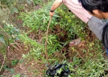 Heboh, Warga Mesuji Timur Temukan Jasad Perempuan di Semak Belukar
