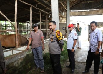 Jelang Hari Raya Idul Adha 1445 H, Kapolres Mesuji Cek Kesiapan Hewan Qurban