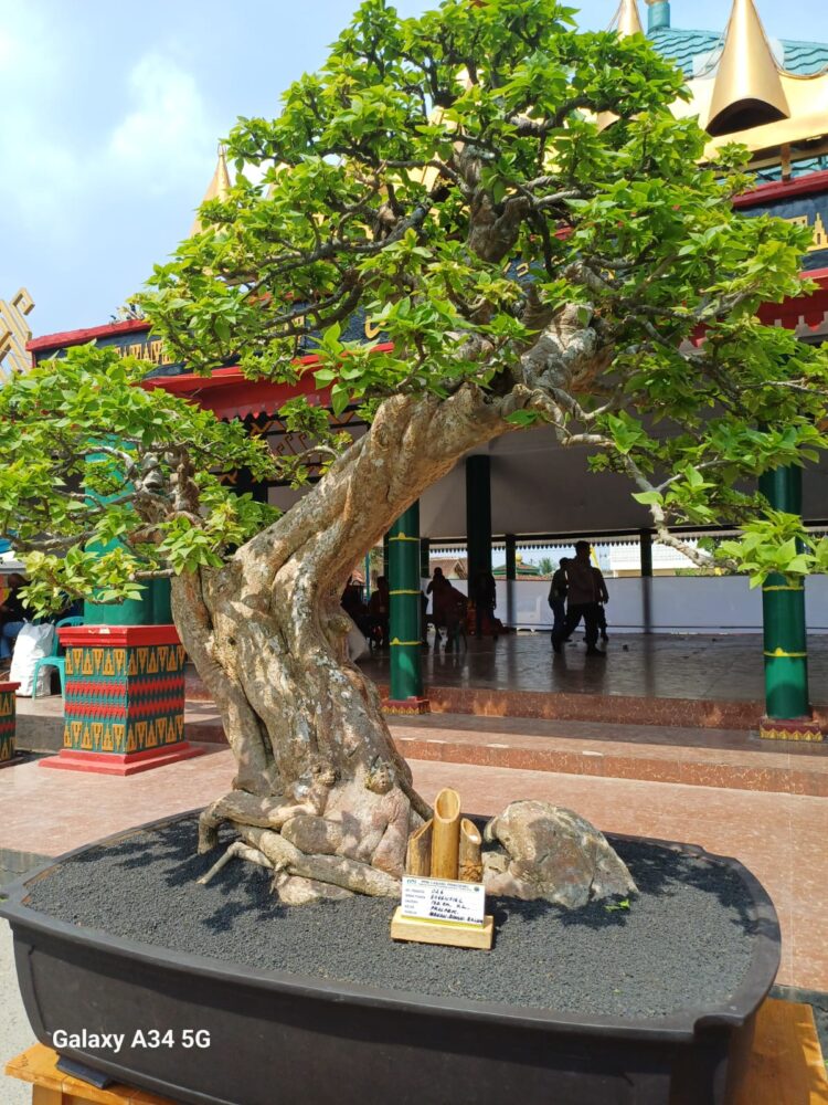 Pertama Pameran dan Kontes Bonsai Nasional di Kabupaten Pringsewu.