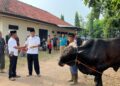 Hari Raya Idul Adha 1445 H, Polres Lampura  Sembelih 2 Ekor Sapi Dan 4 Kambing