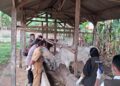 Jelang Hari Raya Qurban Idul Adha 1445 H, Aparat Lakukan Pemeriksaan Kesehatan Hewan Ternak di Pekon Mataram