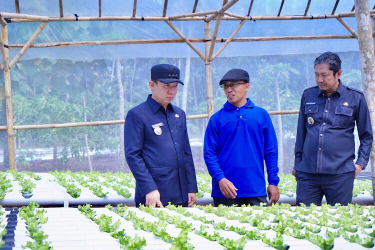 Pj Bupati Pringsewu Tinjau Budidaya Pertanian Hydroponic di Pekon Margosari