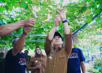 Pj. Bupati Pringsewu Dorong Pengembangan Budidaya Anggur