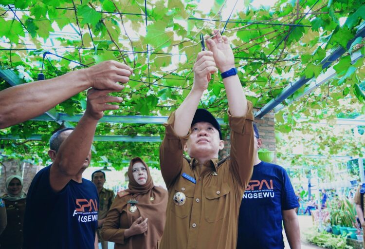 Pj. Bupati Pringsewu Dorong Pengembangan Budidaya Anggur
