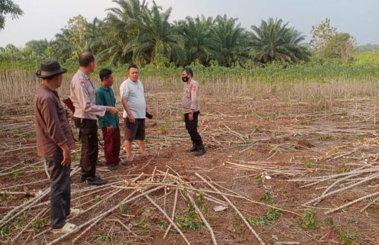 Siap Panen, Kebun Singkong Milik Warga Desa Pekurun Digondol Maling