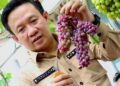 Prospek Budidaya Anggur Masih Terbuka Lebar di Pringsewu