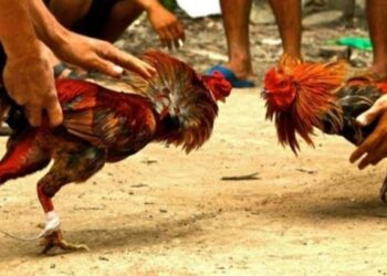 Polisi Gerebek Gelanggang Judi Di Lampung Utara