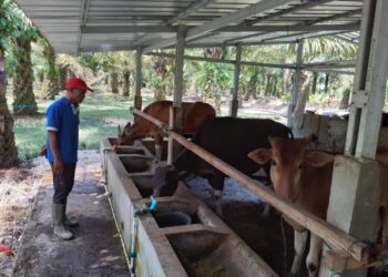 Tanggamus Zona Hijau PMK