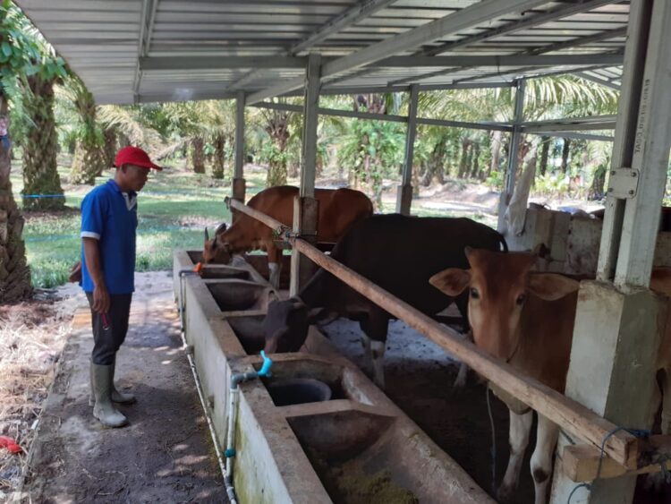 Tanggamus Zona Hijau PMK