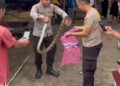 Dua Bhabinkamtibmas Tangkap Ular Piton di Pasar Simpang Pematang Mesuji