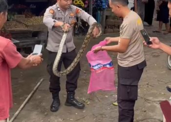 Dua Bhabinkamtibmas Tangkap Ular Piton di Pasar Simpang Pematang Mesuji