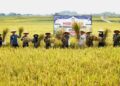 Dukung Swasembada Pangan, Bupati Pringsewu Panen Raya Padi di Pekon Fajaragung