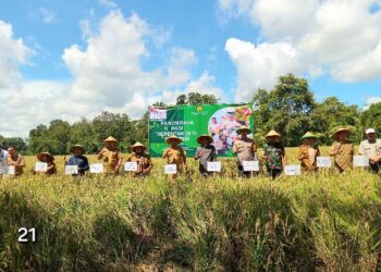 Bupati & Wabup Pringsewu Panen Raya Padi Serentak