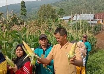 Pekon teba liokh Panen Raya Jagung