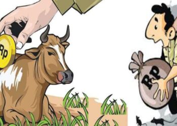 Diduga 9 Kelompok Tani Gelapkan Dana Revolving Sapi Capai 3.6 M