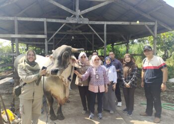 2 Ekor Sapi Milik Warga Metro Utara Bakal Jadi Hewan Kurban Presiden RI