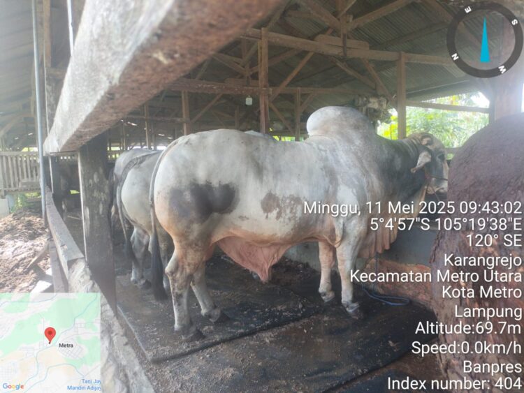 2 Ekor Sapi Milik Warga Metro Bakal Jadi Hewan Kurban Presiden RI, Miliki Bobot Hampir 1 Ton