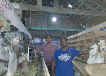 Jelang Idul Adha, DKP3 Ingatkan Warga Hati-Hati Membeli Hewan Kurban