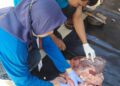 214 Hewan Kurban di Kota Metro Terinfeksi Penyakit Cacing Hati