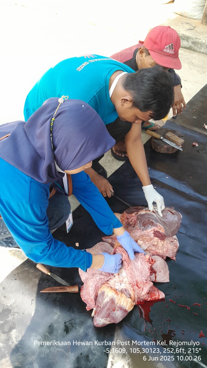 214 Hewan Kurban di Kota Metro Terinfeksi Penyakit Cacing Hati