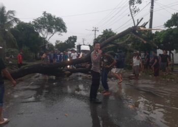 Pohon Tumbang Timpa Pengendara di Gadingrejo Pringsewu, Lalu Lintas Sempat Lumpuh