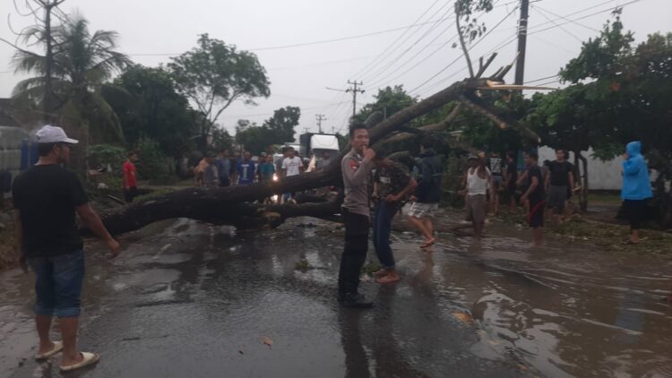 Pohon Tumbang Timpa Pengendara di Gadingrejo Pringsewu, Lalu Lintas Sempat Lumpuh