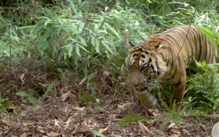 Penampakan Harimau Muncul Di Tanjung Raja, Warga Dihimbau Waspada