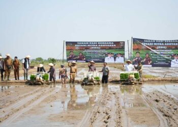 Wujudkan Program Asta Cita, Pemkot Metro Bersama Kejati Lampung Tanam Padi di Sumbersari
