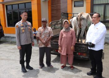 Korban Sempat Syok hingga Pingsan, Polisi Kembalikan Dua Ekor Sapi Hasil Curian