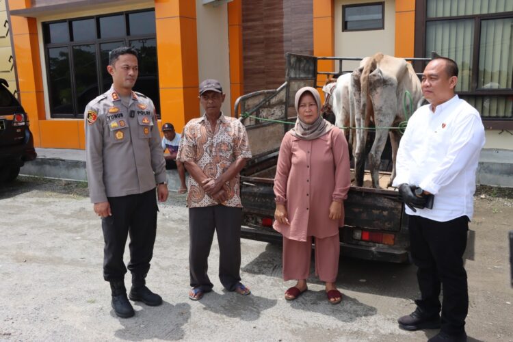Korban Sempat Syok hingga Pingsan, Polisi Kembalikan Dua Ekor Sapi Hasil Curian