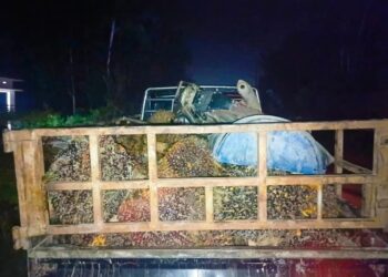 Curi Buah Sawit di Lahan PT SIP, Warga Sidang Gunung Tiga Ini Diciduk Polisi