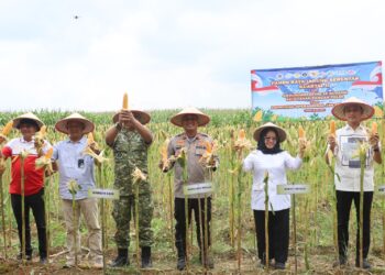 Polres Mesuji Gelar Panen Raya Jagung Serentak, di Desa Berasan Makmur