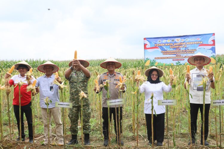 Polres Mesuji Gelar Panen Raya Jagung Serentak, di Desa Berasan Makmur
