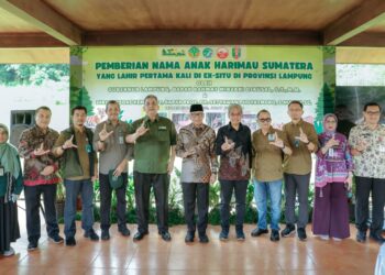 Gubernur Rahmat Mirzani Djausal Perkenalkan Anak Harimau Sumatera Bernama Puspa dan Muli Sikop di Taman Satwa Lembah Hijau, Minimnya Populasi Membuat Konservasi Satwa Liar Kian Mendesak