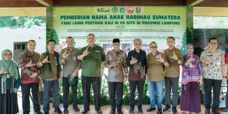Gubernur Rahmat Mirzani Djausal Perkenalkan Anak Harimau Sumatera Bernama Puspa dan Muli Sikop di Taman Satwa Lembah Hijau, Minimnya Populasi Membuat Konservasi Satwa Liar Kian Mendesak